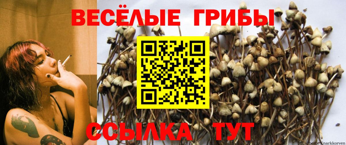 Псилоцибиновые грибы мицелий Ейск